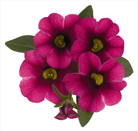 foto van een variëteit aan bloemen, te gebruiken als: Potplant, perkplant, patioplant, korfplant Calibrachoa RED FOX Aloha® Tiki Neon