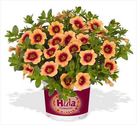 foto van een variëteit aan bloemen, te gebruiken als: Potplant, perkplant, patioplant, korfplant Calibrachoa RED FOX Hula Gold