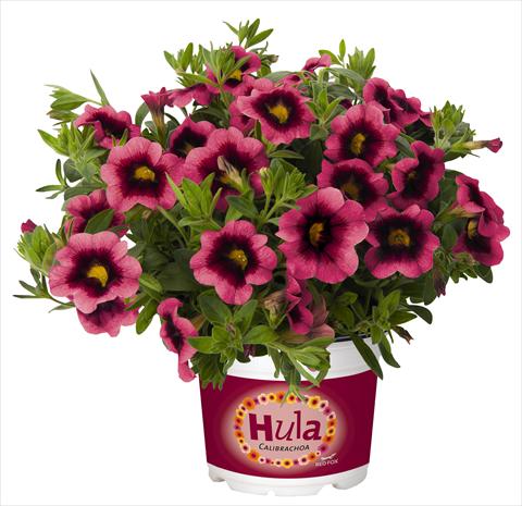 foto van een variëteit aan bloemen, te gebruiken als: Potplant, perkplant, patioplant, korfplant Calibrachoa RED FOX Hula Hot Pink