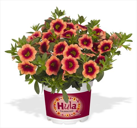 foto van een variëteit aan bloemen, te gebruiken als: Potplant, perkplant, patioplant, korfplant Calibrachoa RED FOX Hula Orange