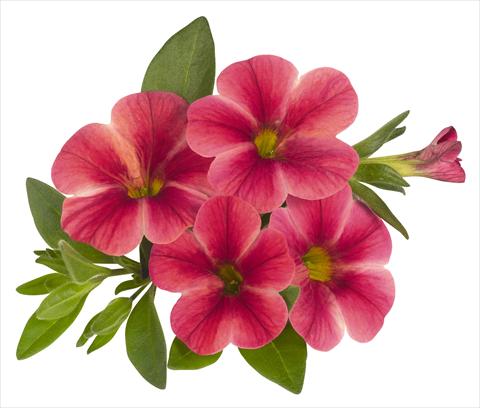 foto van een variëteit aan bloemen, te gebruiken als: Potplant, perkplant, patioplant, korfplant Calibrachoa RED FOX Volcano Neon