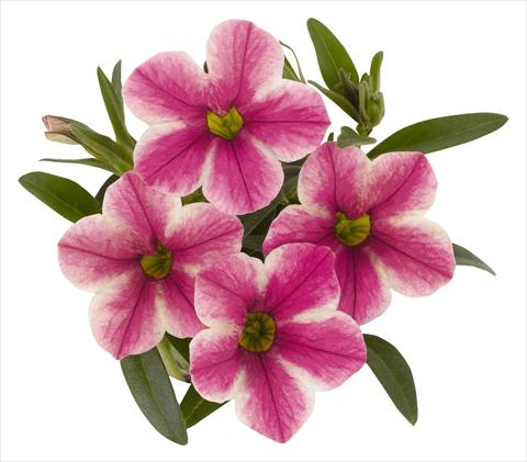 foto van een variëteit aan bloemen, te gebruiken als: Potplant, perkplant, patioplant, korfplant Calibrachoa RED FOX Volcano Pink