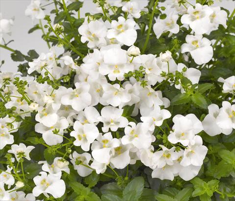 foto van een variëteit aan bloemen, te gebruiken als: Potplant, patioplant, korfplant Diascia barberae Genta Classic White