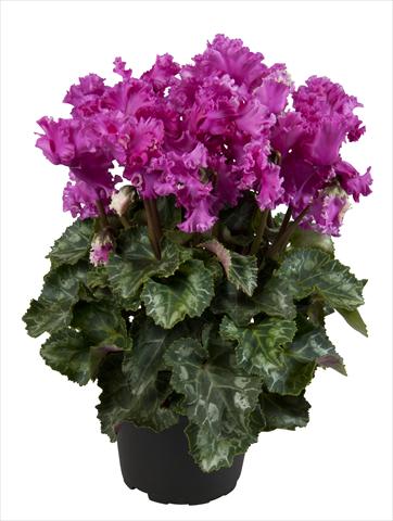 foto van een variëteit aan bloemen, te gebruiken als: Korf / Pot Cyclamen persicum Super Serie® Merengue Dark Violet