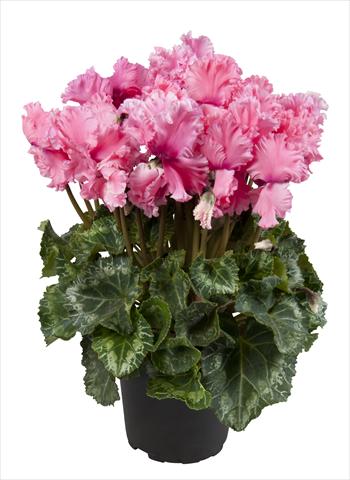 foto van een variëteit aan bloemen, te gebruiken als: Korf / Pot Cyclamen persicum Super Serie® Merengue Light Salmon Pink