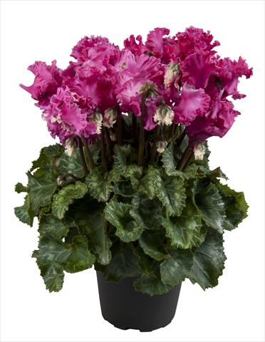 foto van een variëteit aan bloemen, te gebruiken als: Korf / Pot Cyclamen persicum Super Serie® Merengue Magenta