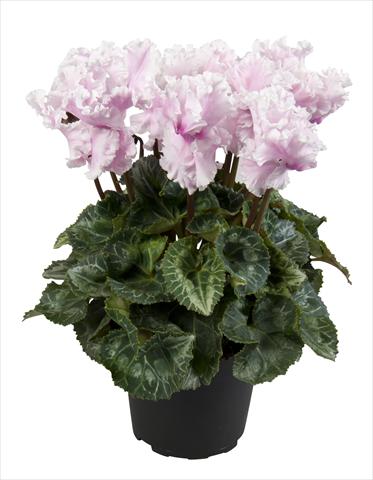 foto van een variëteit aan bloemen, te gebruiken als: Korf / Pot Cyclamen persicum Super Serie® Merengue Neon Flamed