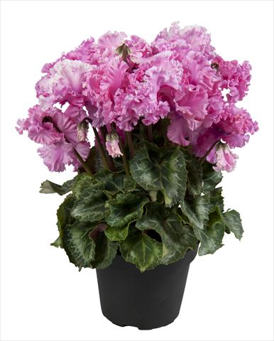 foto van een variëteit aan bloemen, te gebruiken als: Korf / Pot Cyclamen persicum Super Serie® Merengue Neon Pink