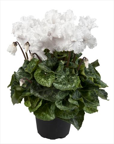 foto van een variëteit aan bloemen, te gebruiken als: Korf / Pot Cyclamen persicum Super Serie® Merengue Pure White