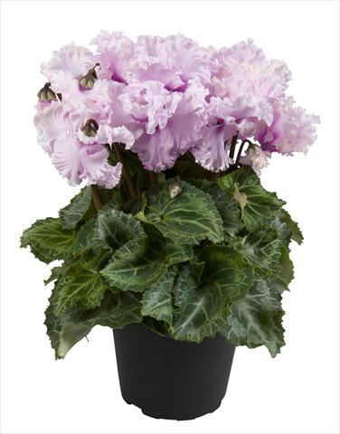 foto van een variëteit aan bloemen, te gebruiken als: Korf / Pot Cyclamen persicum Super Serie® Merengue White with eye
