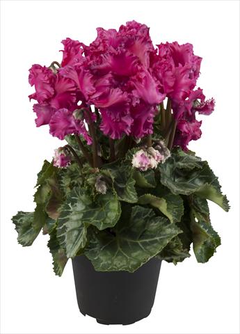 foto van een variëteit aan bloemen, te gebruiken als: Korf / Pot Cyclamen persicum Super Serie® Merengue Wine Red