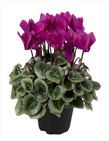 foto van een variëteit aan bloemen, te gebruiken als: Korf / Pot Cyclamen persicum Super Serie® Rembrandt Dark Violet