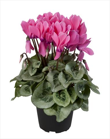 foto van een variëteit aan bloemen, te gebruiken als: Korf / Pot Cyclamen persicum Super Serie® Rembrandt Neon Pink