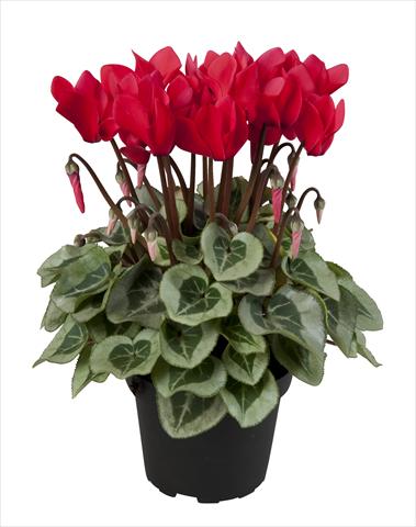 foto van een variëteit aan bloemen, te gebruiken als: Korf / Pot Cyclamen persicum Super Serie® Rembrandt Red