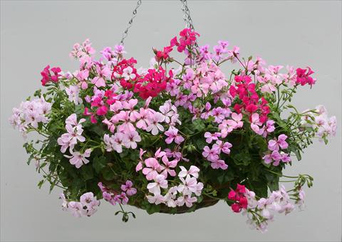 foto van een variëteit aan bloemen, te gebruiken als: Korf / Pot Pelargonium peltatum Summertime