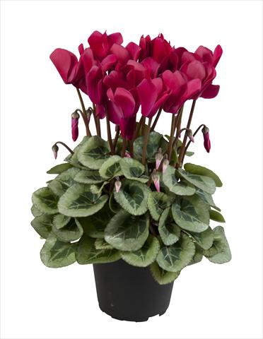 foto van een variëteit aan bloemen, te gebruiken als: Korf / Pot Cyclamen persicum Super Serie® Rembrandt Wine Red