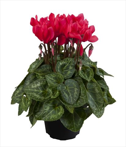 foto van een variëteit aan bloemen, te gebruiken als: Korf / Pot Cyclamen persicum Super Serie® Carino F1 Dark Salmon Pink