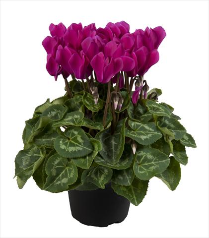 foto van een variëteit aan bloemen, te gebruiken als: Korf / Pot Cyclamen persicum Super Serie® Carino F1 Dark Violet