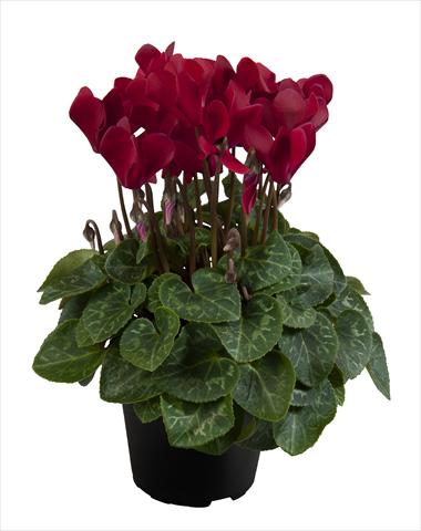 foto van een variëteit aan bloemen, te gebruiken als: Korf / Pot Cyclamen persicum Super Serie® Carino F1 Deep Wine Red