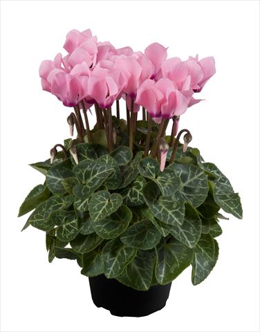 foto van een variëteit aan bloemen, te gebruiken als: Korf / Pot Cyclamen persicum Super Serie® Carino F1 Light Salmon Pink