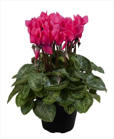 foto van een variëteit aan bloemen, te gebruiken als: Korf / Pot Cyclamen persicum Super Serie® Carino F1 Neon Pink