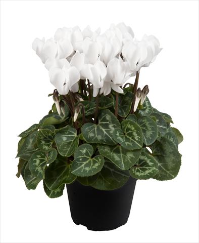 foto van een variëteit aan bloemen, te gebruiken als: Korf / Pot Cyclamen persicum Super Serie® Carino F1 Pure White