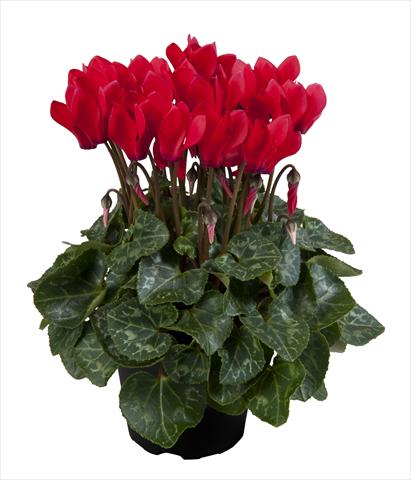 foto van een variëteit aan bloemen, te gebruiken als: Korf / Pot Cyclamen persicum Super Serie® Carino F1 Red