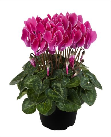 foto van een variëteit aan bloemen, te gebruiken als: Korf / Pot Cyclamen persicum Super Serie® Carino F1 Wine Red Flamed
