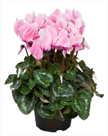 foto van een variëteit aan bloemen, te gebruiken als: Korf / Pot Cyclamen persicum Super Serie® Allure® F1 Neon Flamed