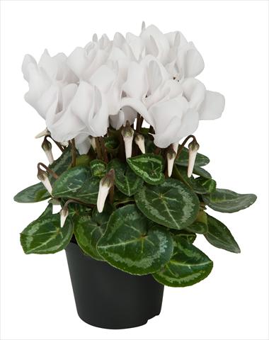 foto van een variëteit aan bloemen, te gebruiken als: Korf / Pot Cyclamen persicum Super Serie® Compact® F1 Pure White