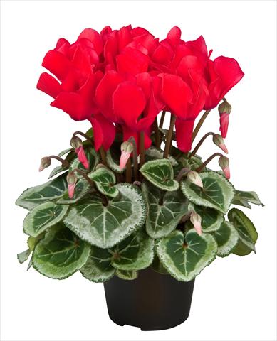 foto van een variëteit aan bloemen, te gebruiken als: Korf / Pot Cyclamen persicum Super Serie® Da Vinci® F1 Red