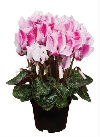 foto van een variëteit aan bloemen, te gebruiken als: Korf / Pot Cyclamen persicum Super Serie® Micro® F1 Spotted