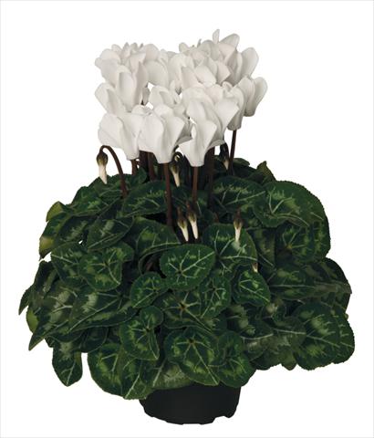 foto van een variëteit aan bloemen, te gebruiken als: Korf / Pot Cyclamen persicum Super Serie® Mini Winter™ F1 Cream White