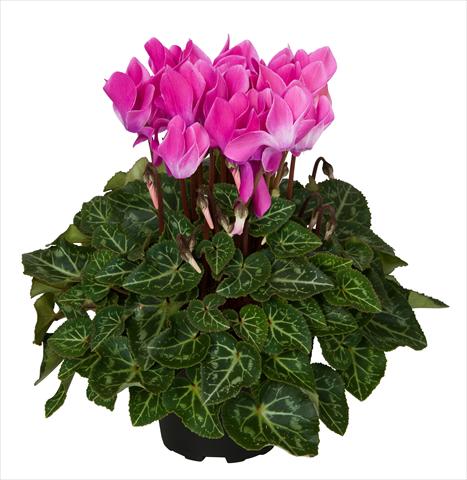 foto van een variëteit aan bloemen, te gebruiken als: Korf / Pot Cyclamen persicum Super Serie® Mini Winter™ F1 Violet Flamed