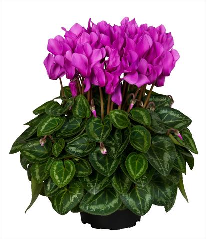 foto van een variëteit aan bloemen, te gebruiken als: Korf / Pot Cyclamen persicum Super Serie® Original® F1 Light Violet