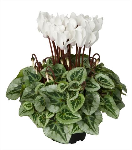 foto van een variëteit aan bloemen, te gebruiken als: Korf / Pot Cyclamen persicum Super Serie® Picasso® F1 Cream White