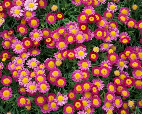 foto van een variëteit aan bloemen, te gebruiken als: Potplant, perkplant, patioplant Argyranthemum LaRita® Purple Red
