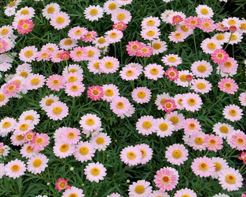 foto van een variëteit aan bloemen, te gebruiken als: Potplant, perkplant, patioplant Argyranthemum LaRita® Salmon Pink