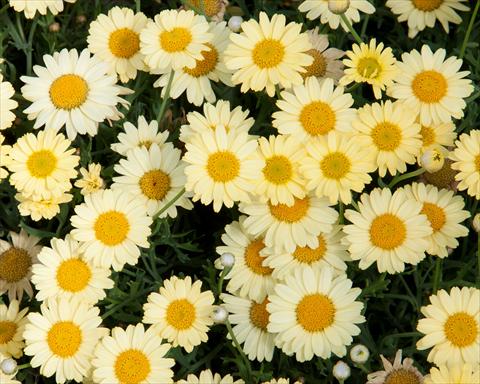 foto van een variëteit aan bloemen, te gebruiken als: Potplant, perkplant, patioplant Argyranthemum LaRita® Yellow