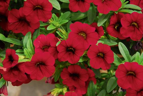 foto van een variëteit aan bloemen, te gebruiken als: Potplant, perkplant, patioplant, korfplant Calibrachoa MiniFamous® Compact Dark Red