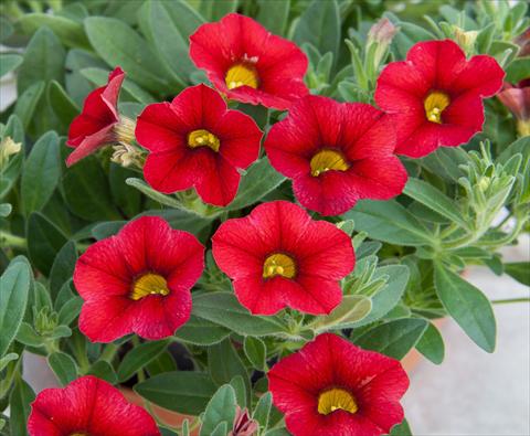 foto van een variëteit aan bloemen, te gebruiken als: Potplant, perkplant, patioplant, korfplant Calibrachoa MiniFamous® Compact Red