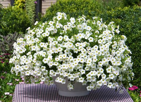 foto van een variëteit aan bloemen, te gebruiken als: Potplant, perkplant, patioplant, korfplant Calibrachoa MiniFamous® Compact White