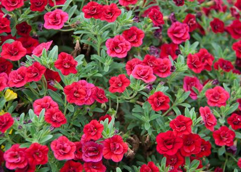 foto van een variëteit aan bloemen, te gebruiken als: Potplant, perkplant, patioplant, korfplant Calibrachoa MiniFamous® Double Red