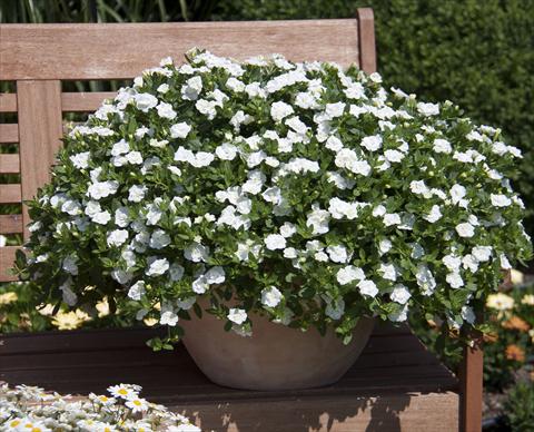foto van een variëteit aan bloemen, te gebruiken als: Potplant, perkplant, patioplant, korfplant Calibrachoa MiniFamous® Double White