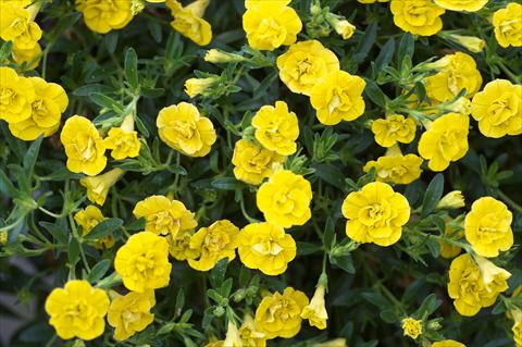 foto van een variëteit aan bloemen, te gebruiken als: Potplant, perkplant, patioplant, korfplant Calibrachoa MiniFamous® Double Yellow