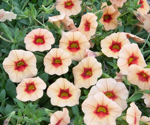 foto van een variëteit aan bloemen, te gebruiken als: Potplant, perkplant, patioplant, korfplant Calibrachoa MiniFamous® Neo Apricot+Red Eye