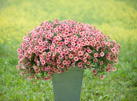 foto van een variëteit aan bloemen, te gebruiken als: Potplant, perkplant, patioplant, korfplant Calibrachoa MiniFamous® Neo Coral+Red Eye