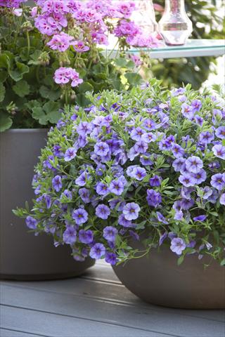 foto van een variëteit aan bloemen, te gebruiken als: Potplant, perkplant, patioplant, korfplant Calibrachoa MiniFamous® Neo Light Blue