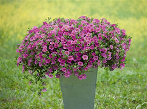 foto van een variëteit aan bloemen, te gebruiken als: Potplant, perkplant, patioplant, korfplant Calibrachoa MiniFamous® Neo Pink
