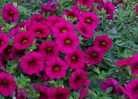 foto van een variëteit aan bloemen, te gebruiken als: Potplant, perkplant, patioplant, korfplant Calibrachoa MiniFamous® Neo Purple